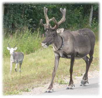 Rentier mit Kalb