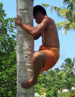 Kokuspflcker auf Samoa